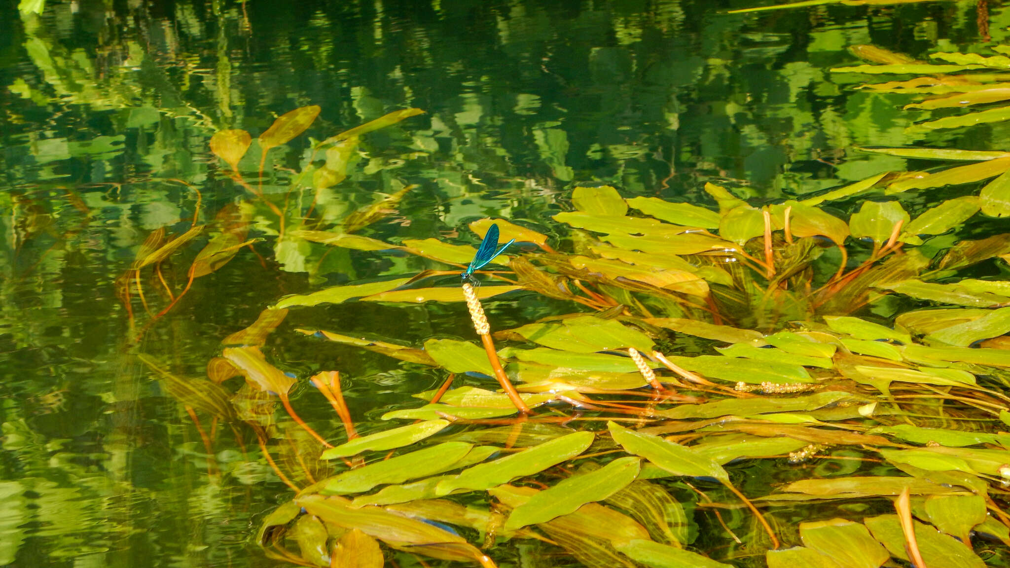 Image of Banded Agrion