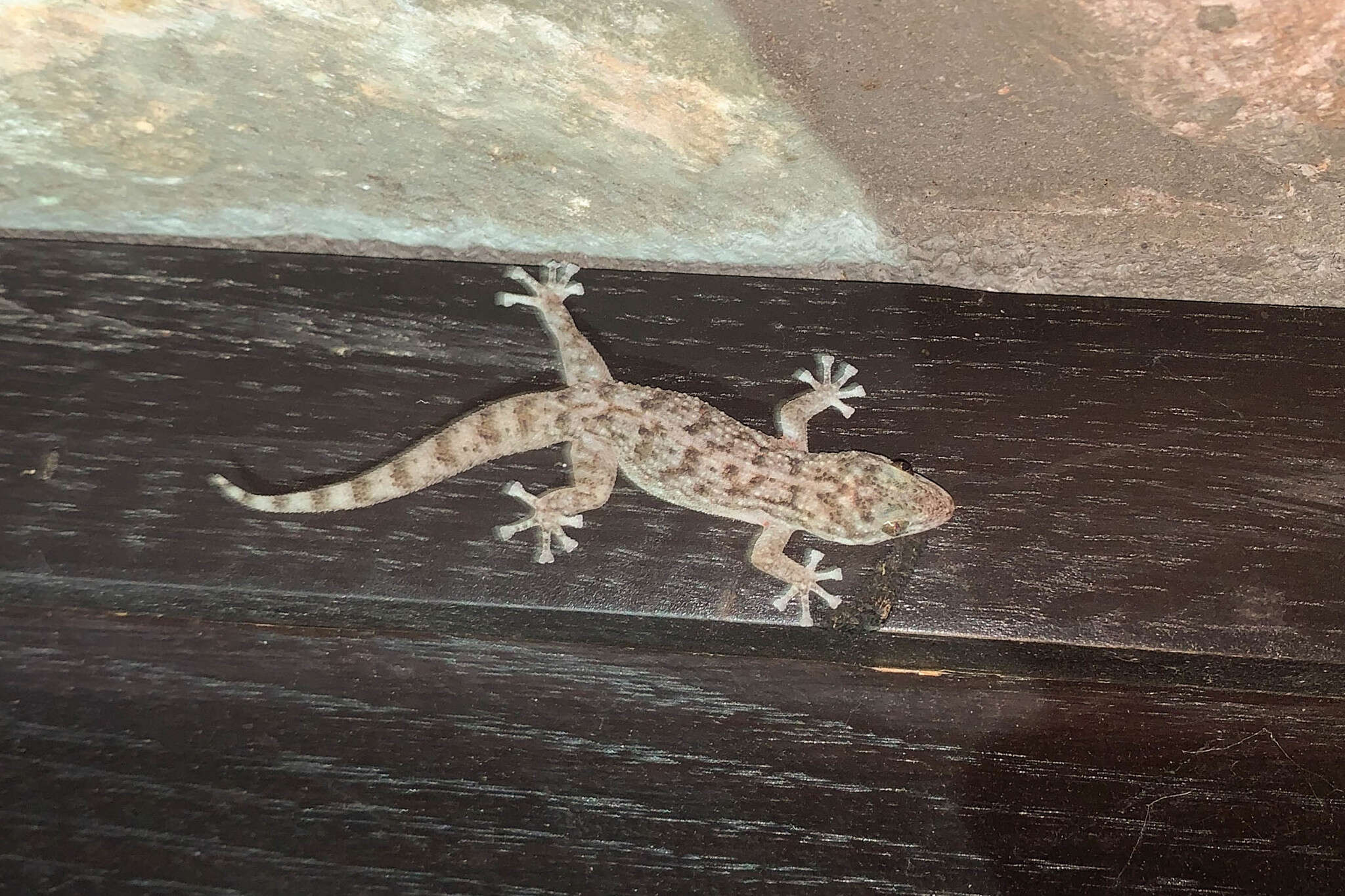 Image of Peninsula Leaf-toed Gecko