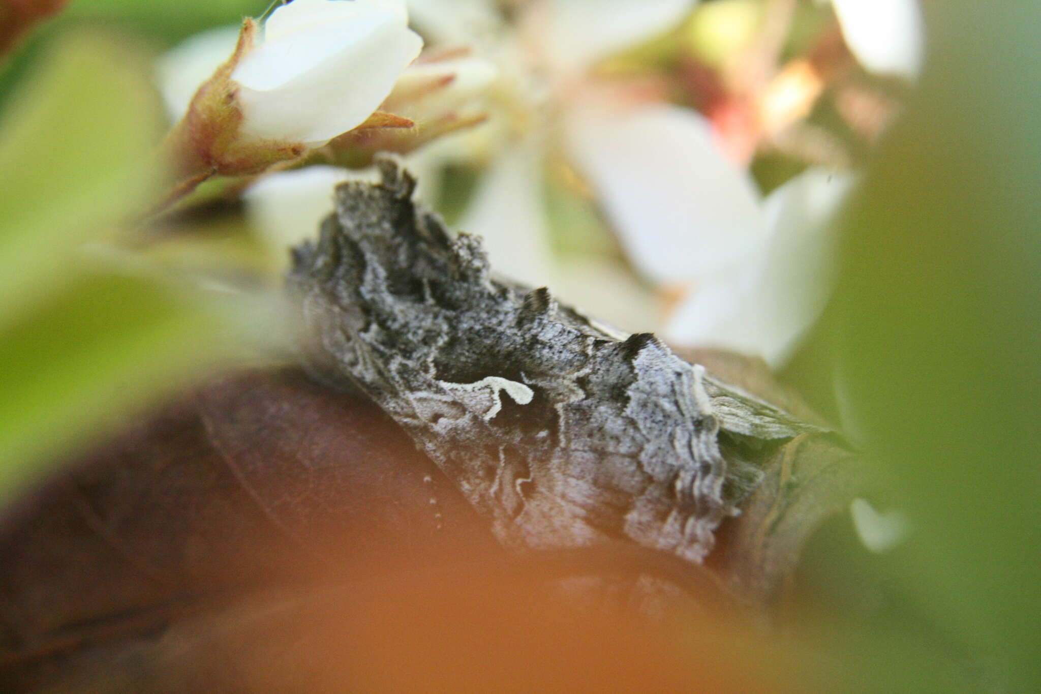 Image of Alfalfa Looper Moth