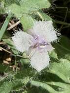 Image de Calochortus coeruleus (Kellogg) S. Watson