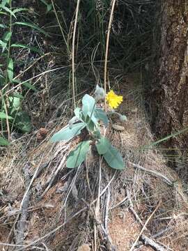 Image of Hieracium tomentosum L.