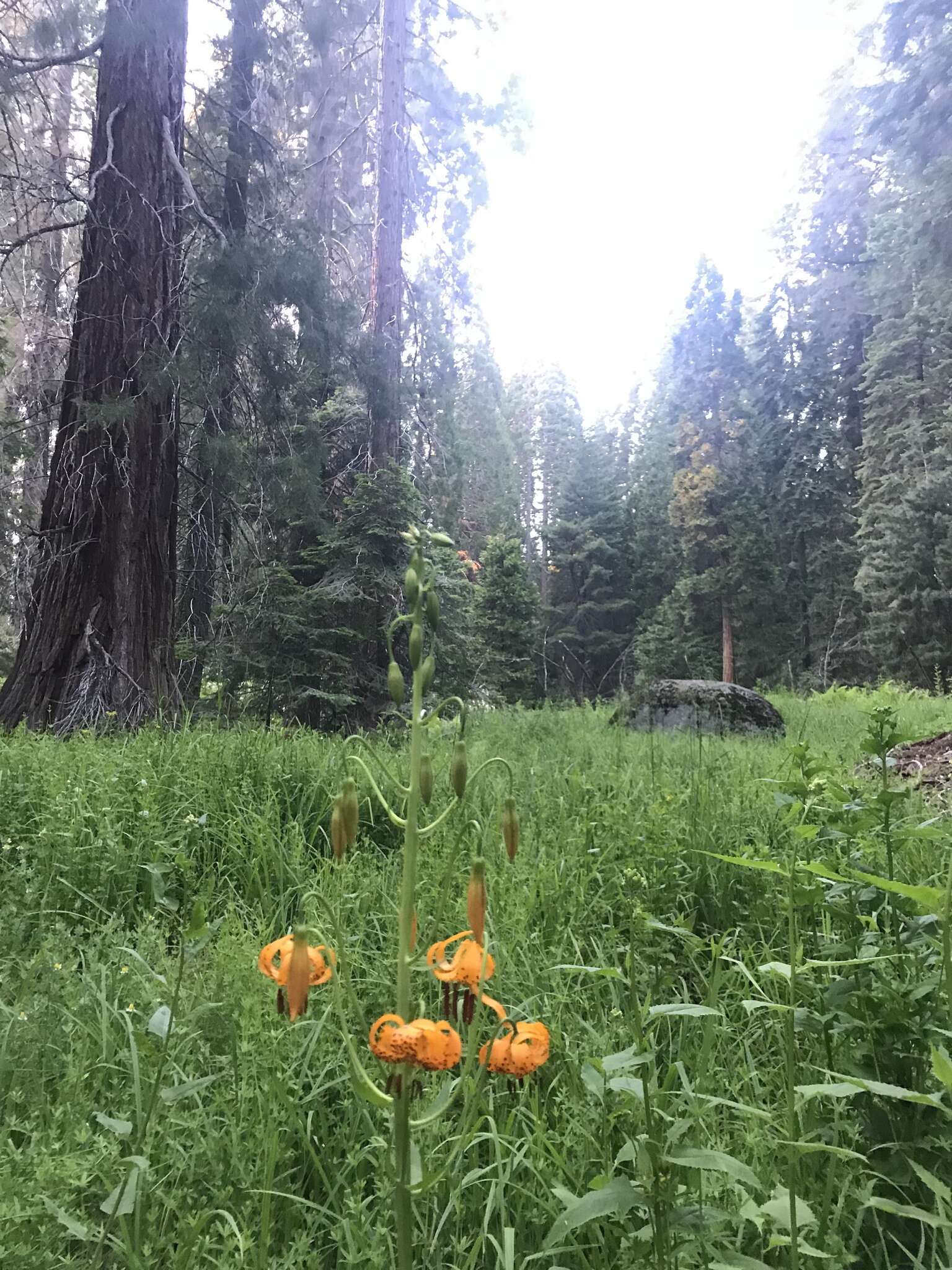 Image of Kelley's lily