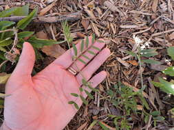 Image of Common Vetch