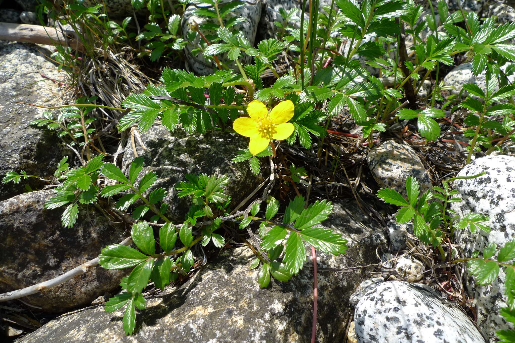 Image of Pacific silverweed