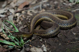 Plancia ëd Thamnophis melanogaster melanogaster (Peters 1864)