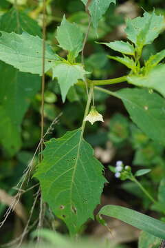 Physalis angulata var. lanceifolia (Nees) Waterf. resmi