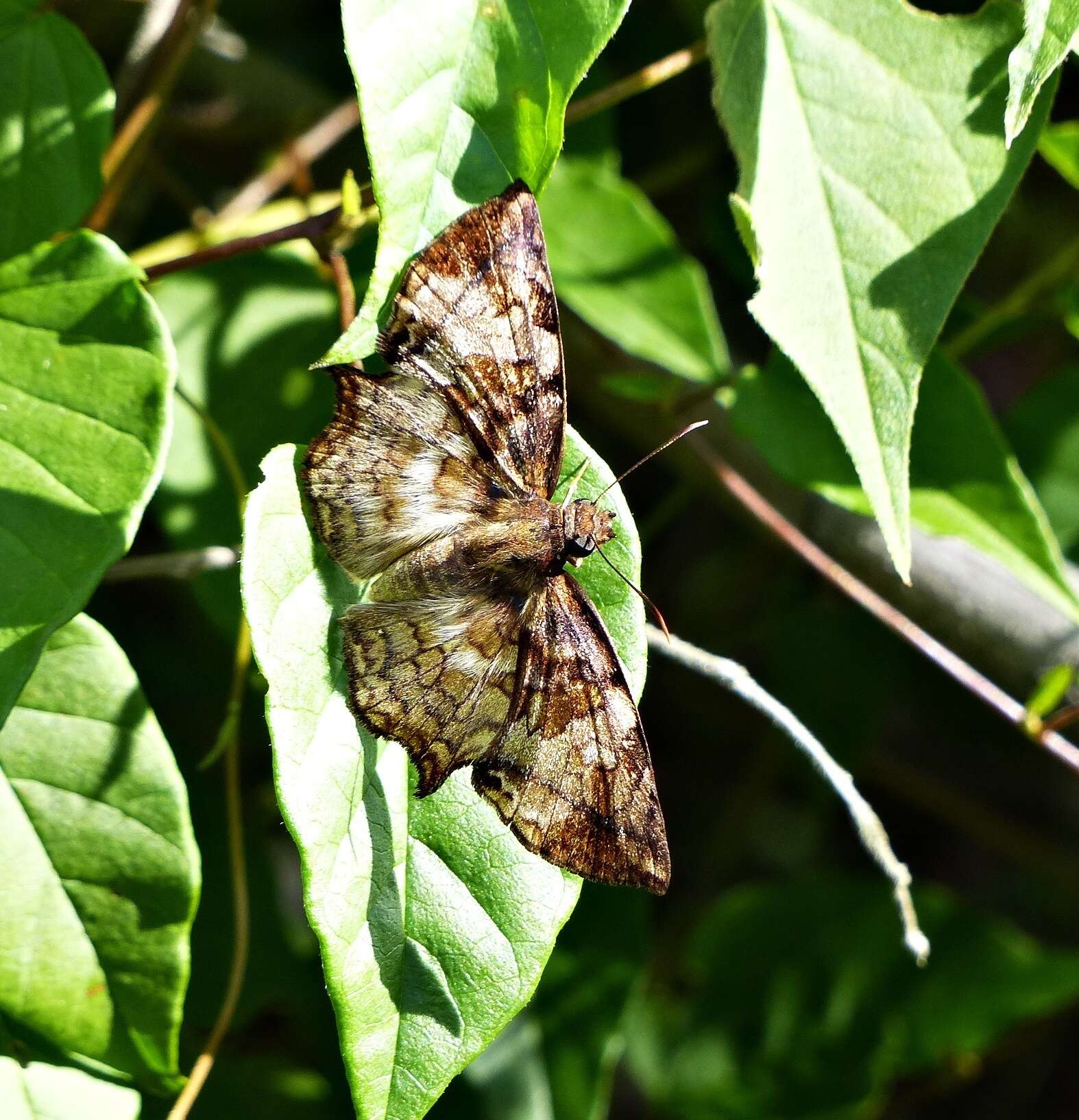 Слика од Antigonus nearchus Latreille 1824