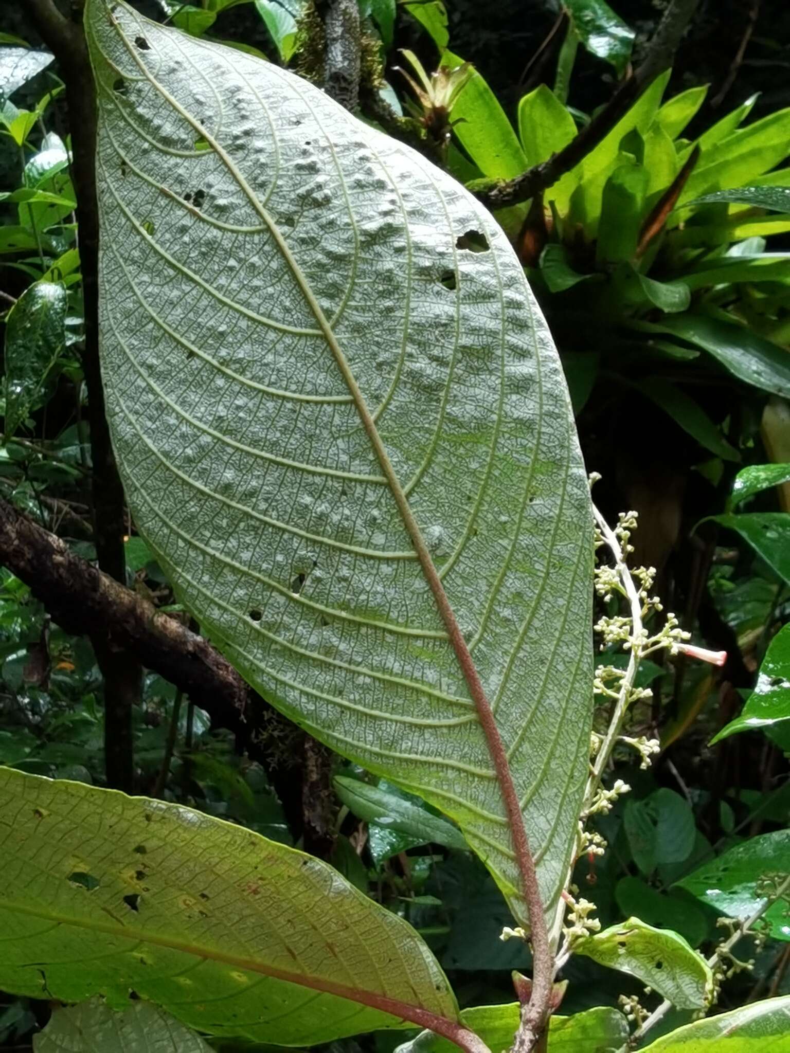 Arachnothryx buddleioides (Benth.) Planch. resmi