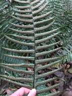 Image of Limestone Fern