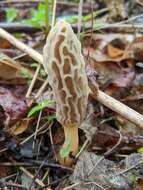 Image of Morchella diminutiva M. Kuo, Dewsbury, Moncalvo & S. L. Stephenson 2013