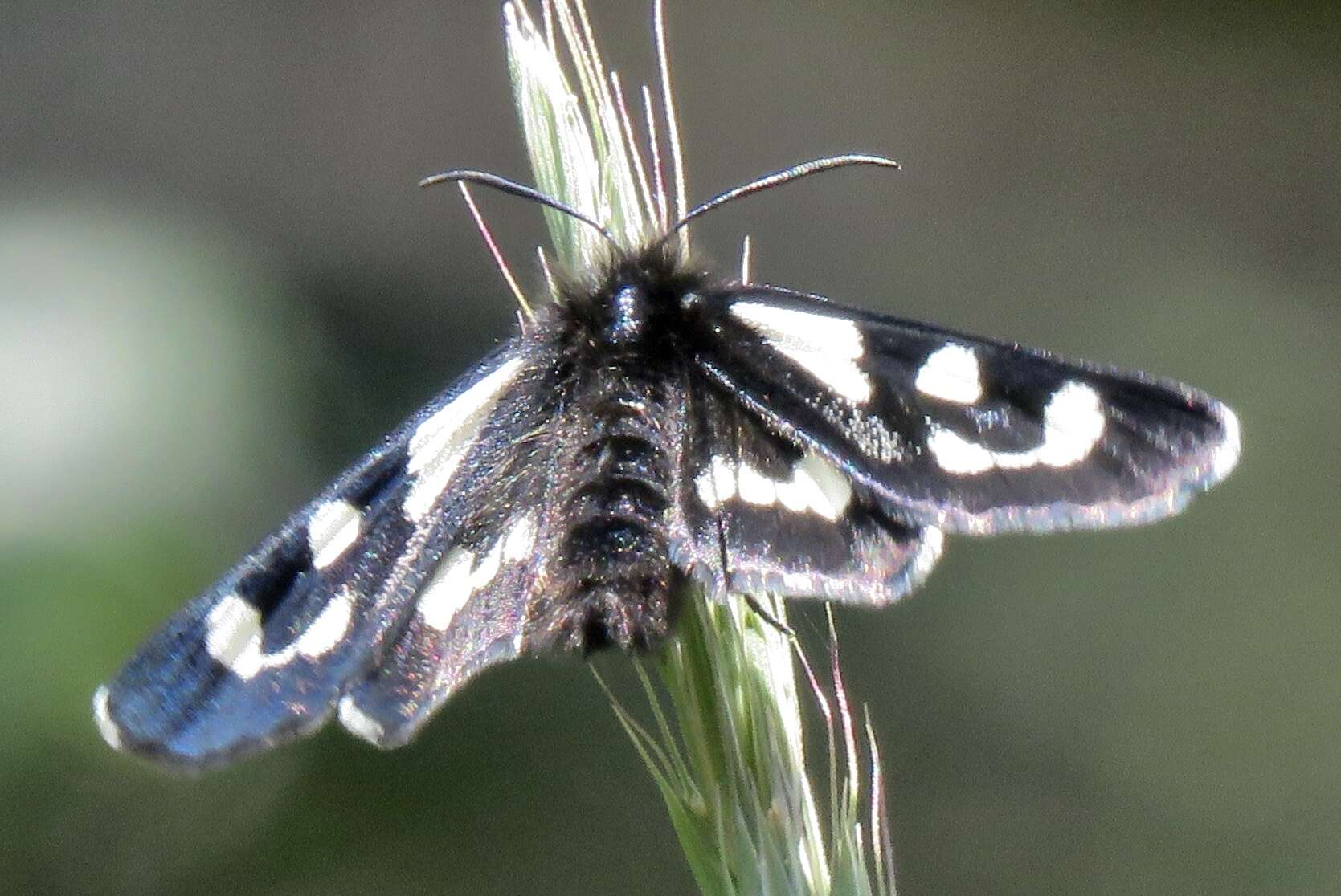 Image of Alypia mariposa Grote & Robinson 1868