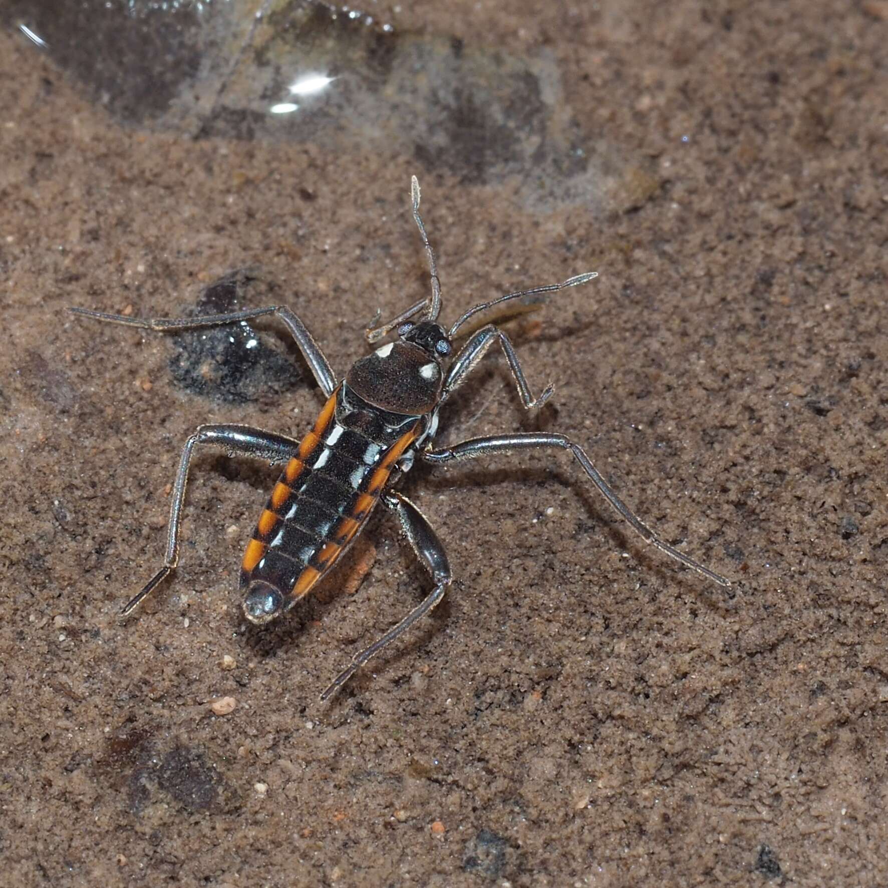 Image of Velia subgen. Plesiovelia Tamanini 1955