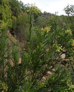 Imagem de Freylinia lanceolata (L. fil.) G. Don