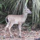 Image of Odocoileus virginianus venatorius Goldman & Kellogg 1940