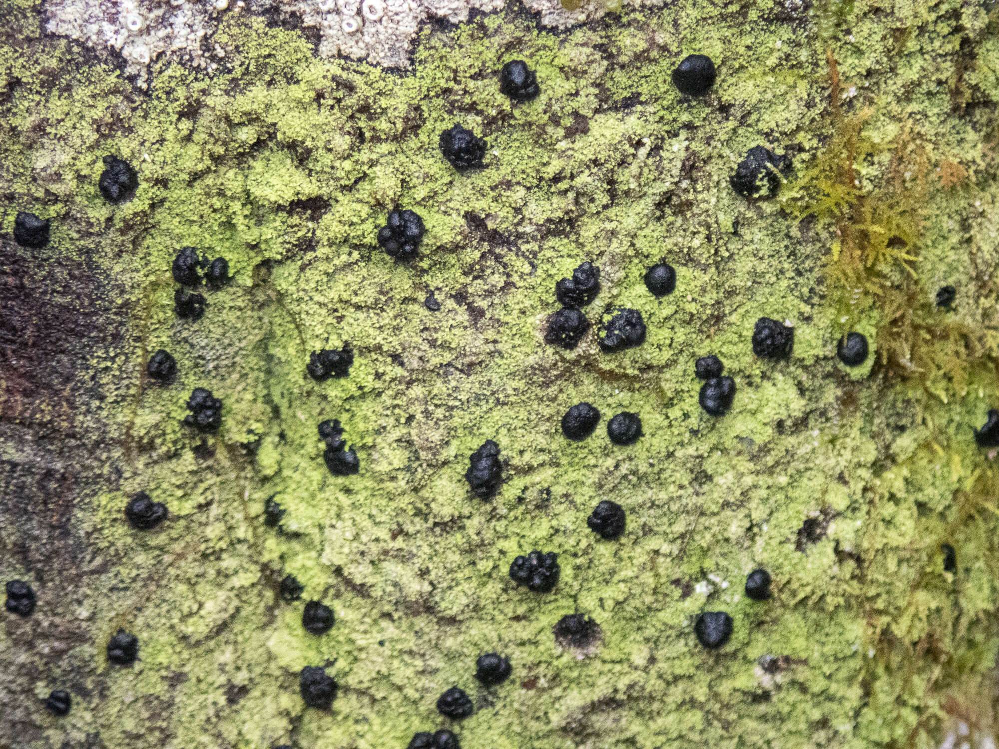 Image of megalaria lichen