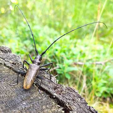 Image of <i>Monochamus sartor urussovii</i>