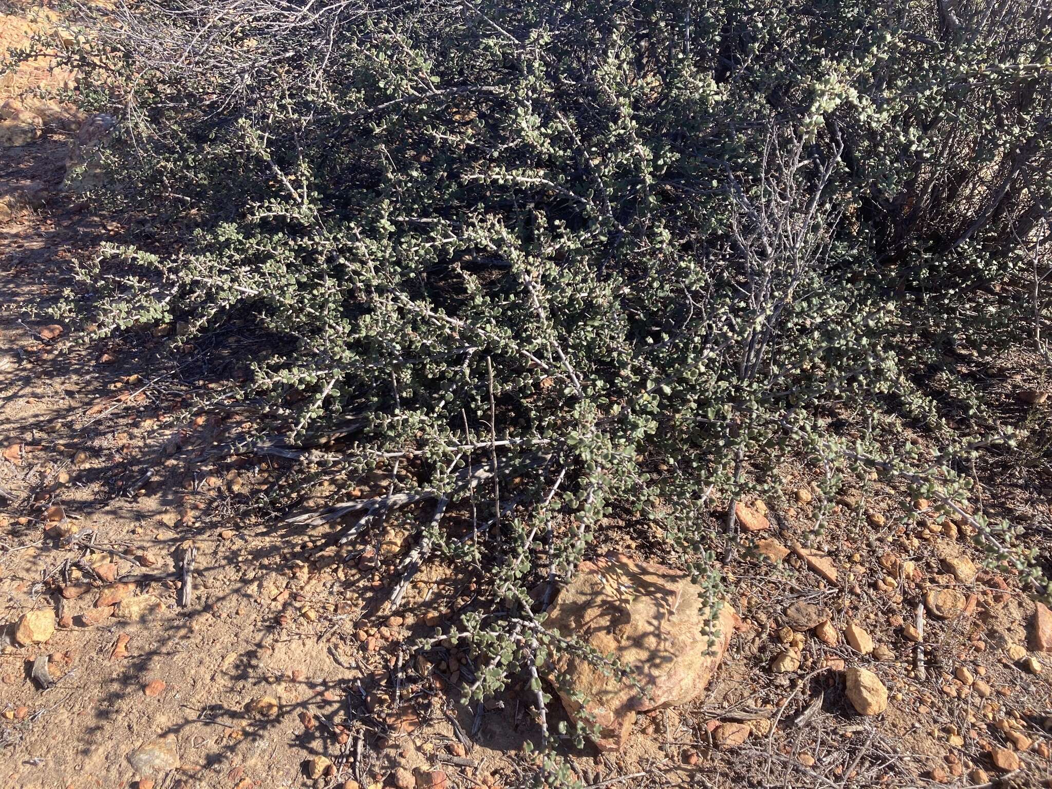 Image of ceanothus