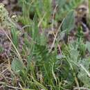 Image of Artemisia arctica