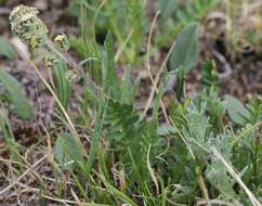 Imagem de Artemisia arctica