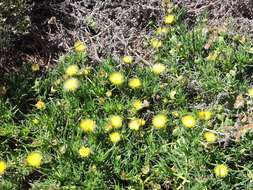 Image of narrow-leaved iceplant