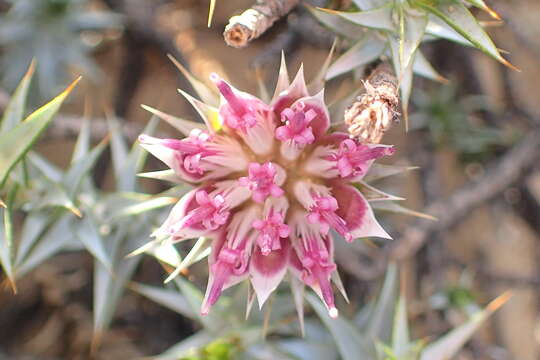 Image of Macledium relhanioides (Less.) S. Ortiz