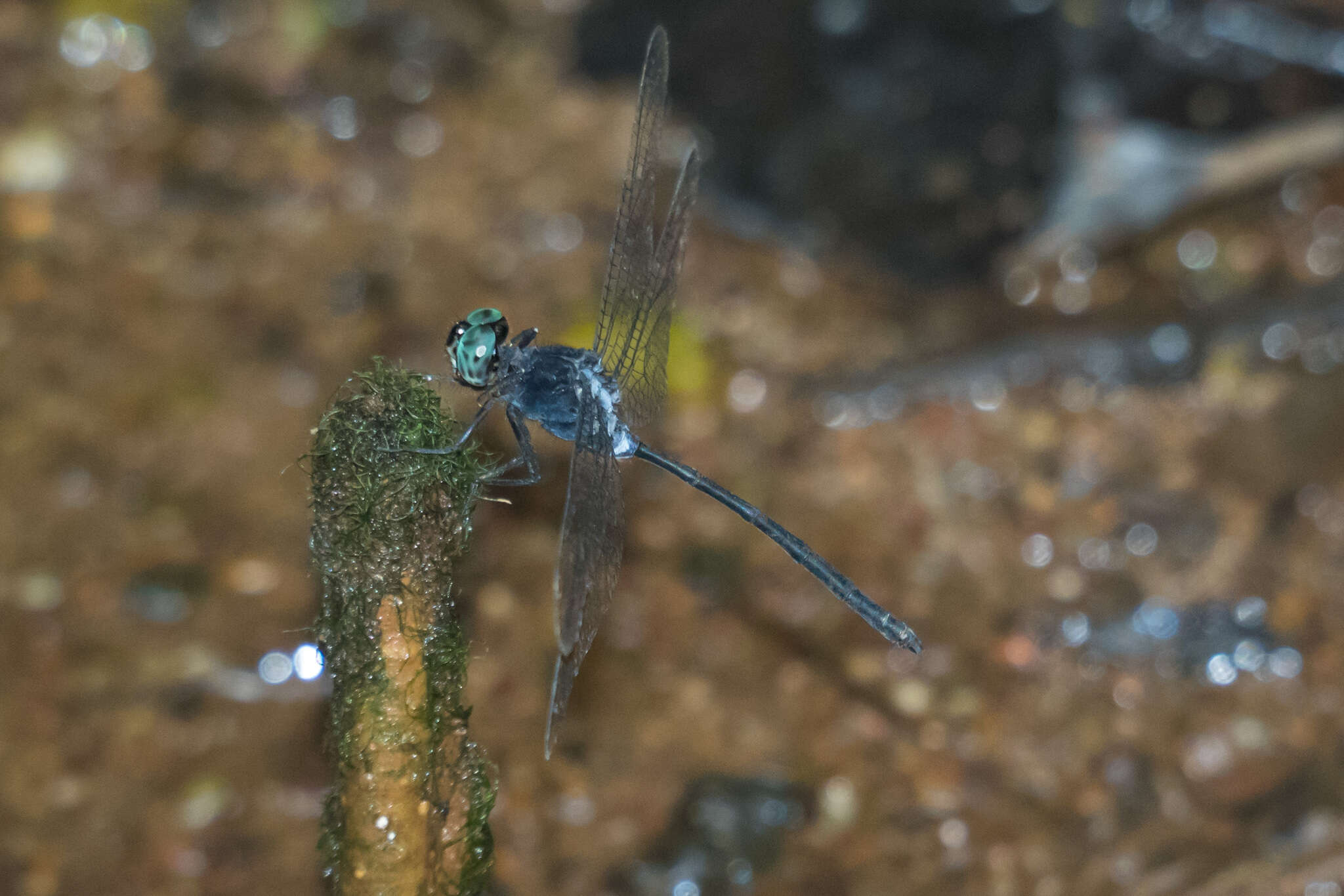 Imagem de Pornothemis starrei Lieftinck 1948