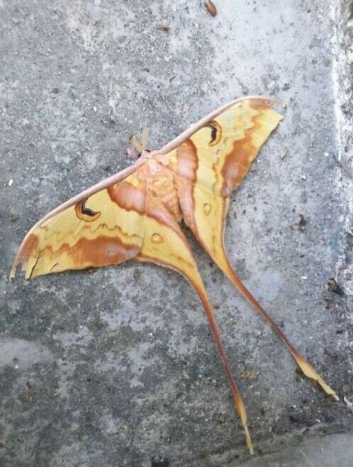 Image of Malaysian moon moth