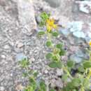Image of Thulinella chrysantha (Decne.) Roalson & J. C. Hall