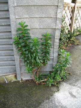 Image of Water Thistle