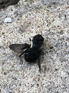 Image of Mouse Bot Fly