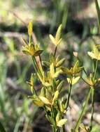 Image of Le Conte's Flat Sedge