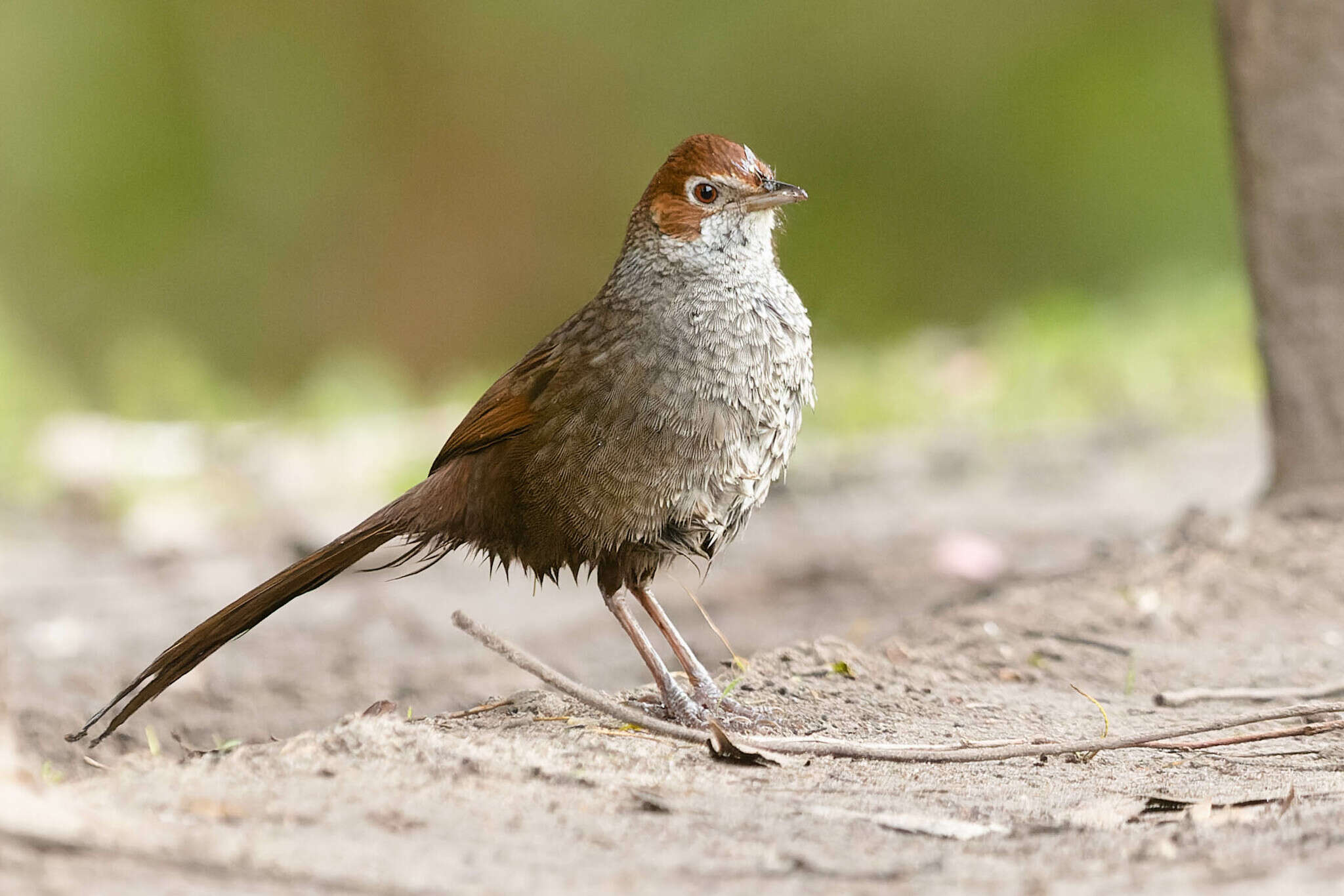 صورة Dasyornis broadbenti (McCoy 1867)