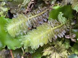 Image of Schistochila appendiculata (Hook.) Dumort. ex Trevis.