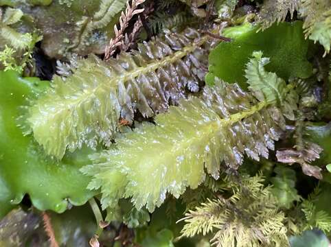 Image of Schistochila appendiculata (Hook.) Dumort. ex Trevis.