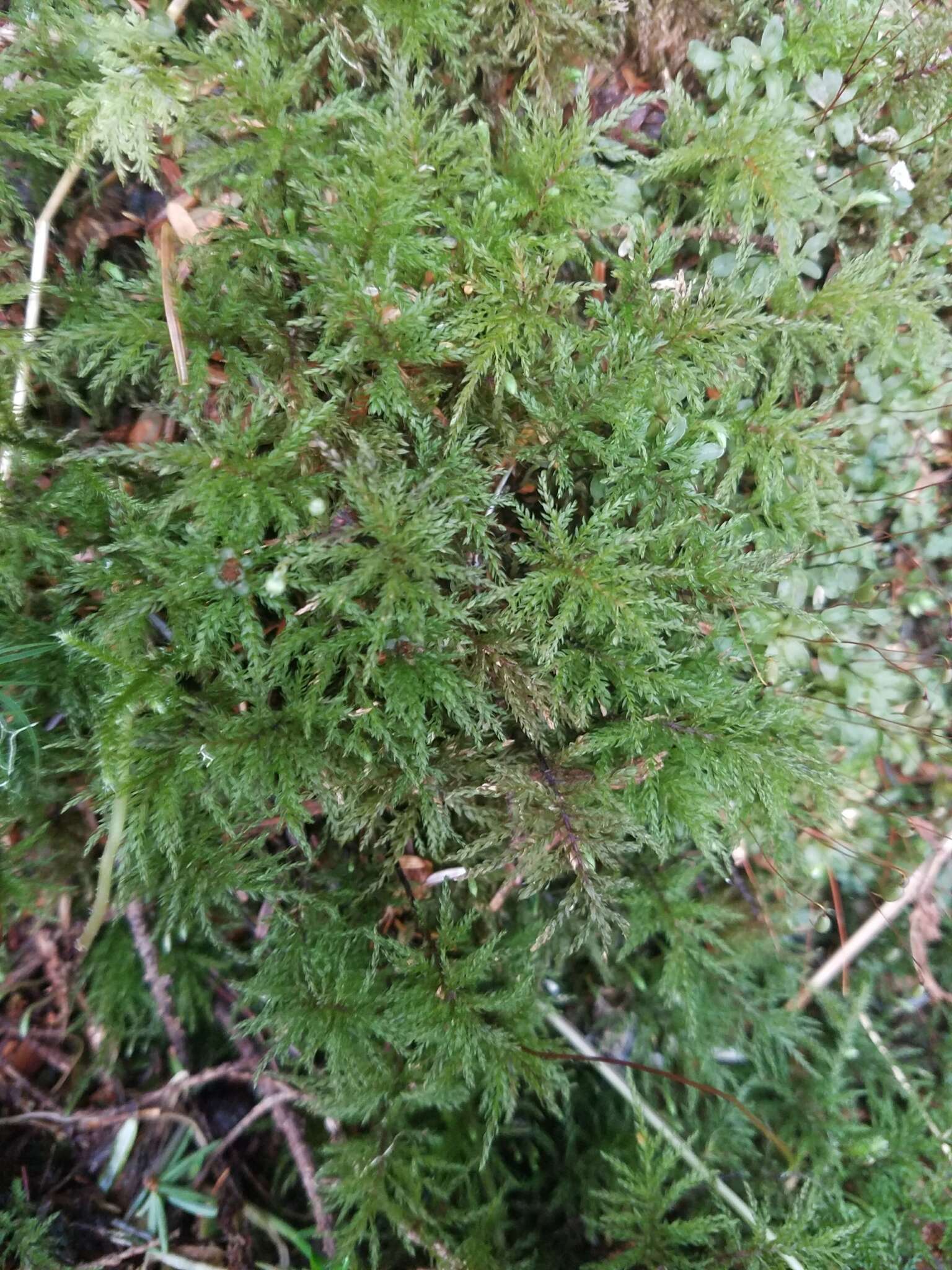 Image of leucolepis umbrella moss