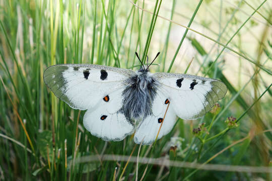 Image of Parnassius nordmanni