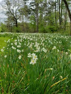 Image de Narcissus medioluteus Mill.