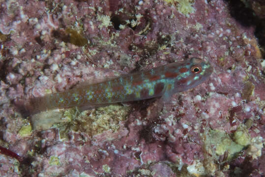 Image of Terry&#39;s dwarfgoby