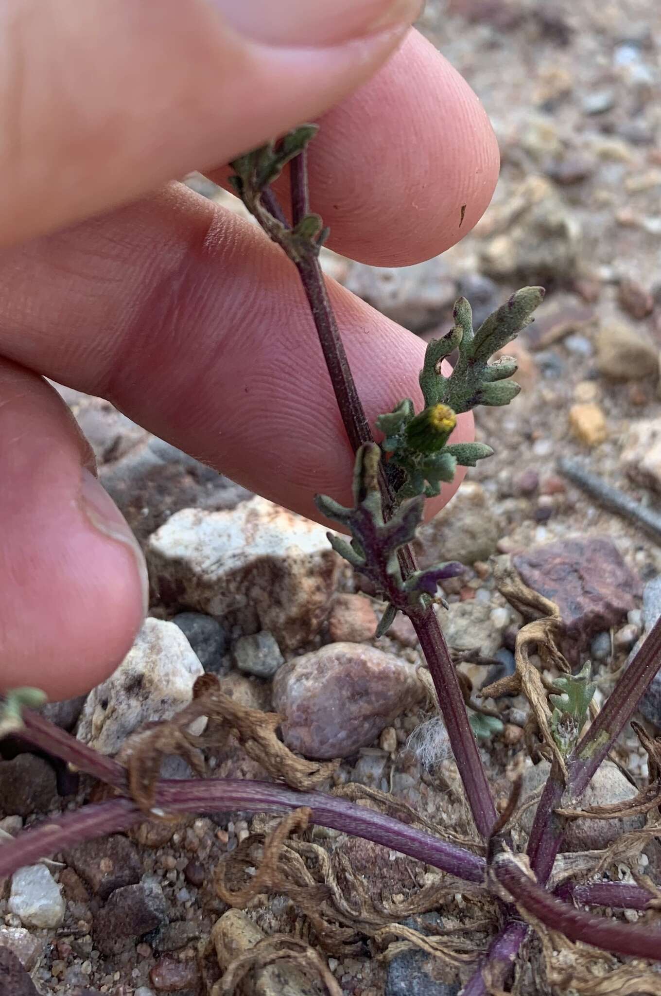 Plancia ëd Senecio aphanactis Greene