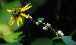 Image of beaked dodder