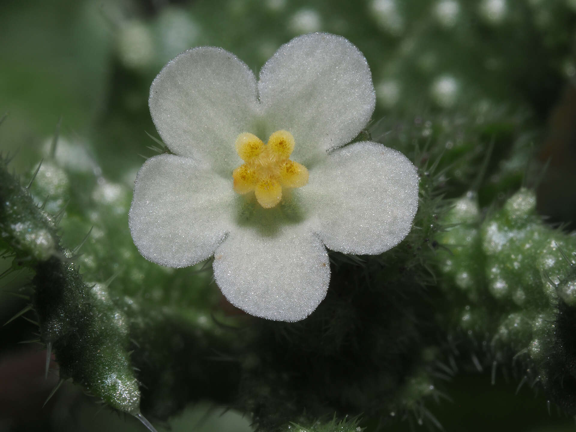 Plancia ëd Boraginaceae