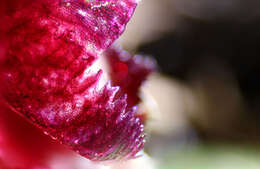 Plancia ëd Corybas recurvus D. L. Jones