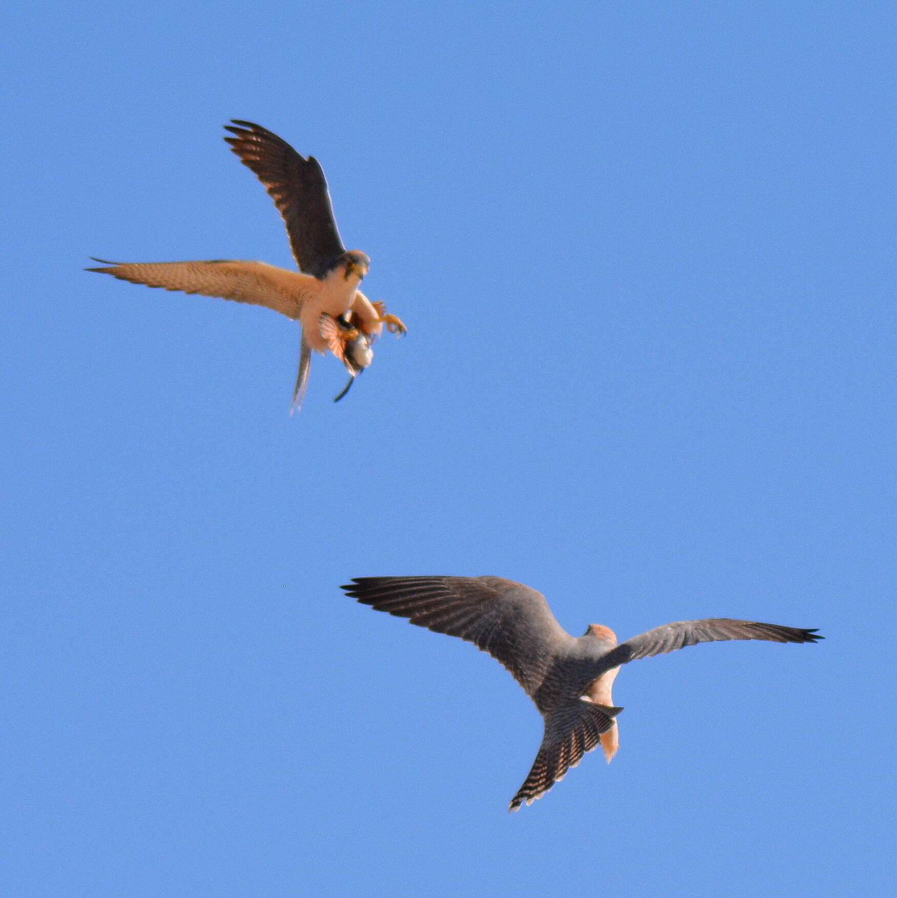 Image of Lanner Falcon