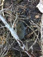 Image of Western Red-backed Vole