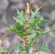 Image of Hakea ceratophylla (Sm.) R. Br.