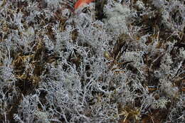 Image of Reindeer lichen