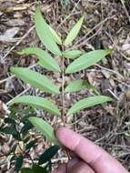 Image de Pilidiostigma glabrum Burret