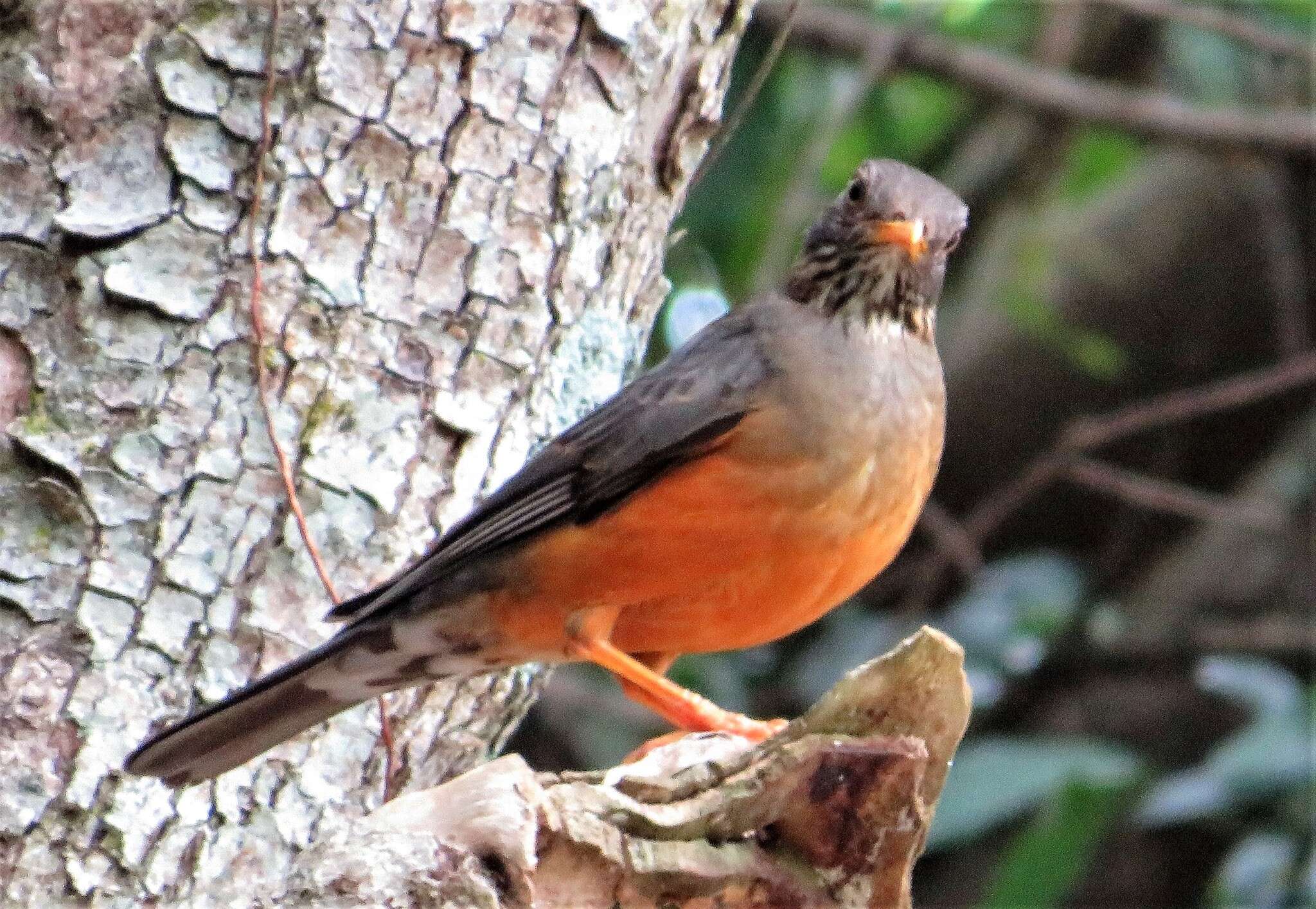 Image of Turdus olivaceus pondoensis Reichenow 1917