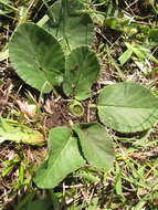 Image of Dorstenia brasiliensis Lam.