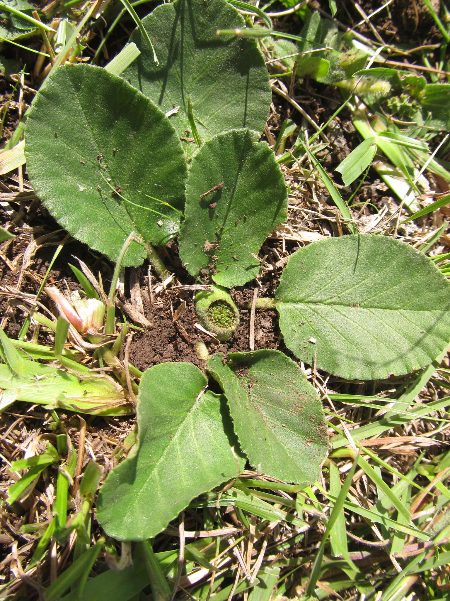 Image of Dorstenia brasiliensis Lam.